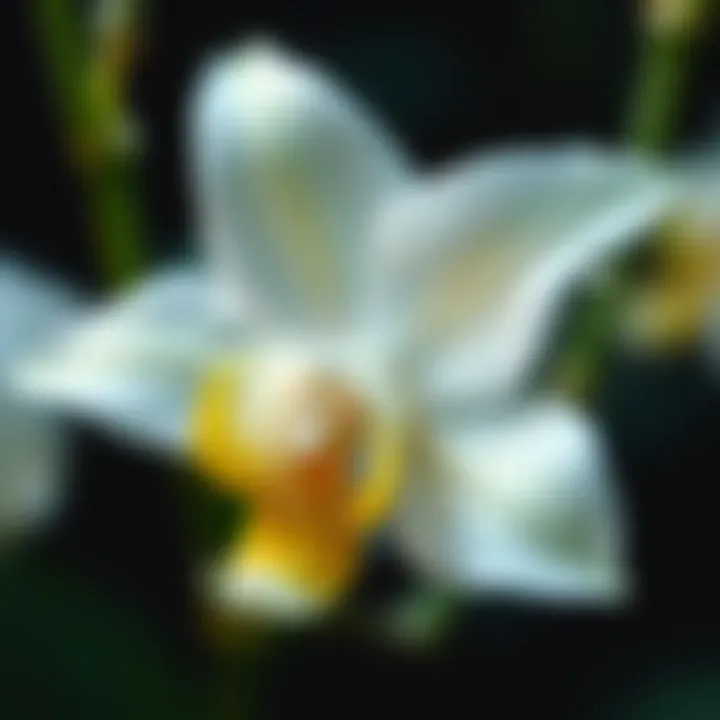 Close-up view of Al Sondos Orchid petals with dew drops