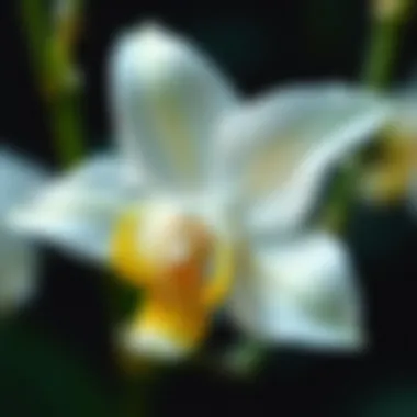 Delicate Petals of Al Sondos Orchid Close-up view of Al Sondos Orchid petals with dew drops
