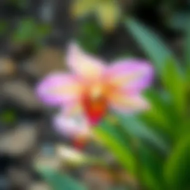 Ecological Role of Al Sondos Orchid Illustration showing the ecological significance of Al Sondos Orchid