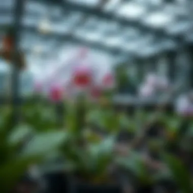 Cultivating Al Sondos Orchid Cultivation setup for Al Sondos Orchid in a greenhouse