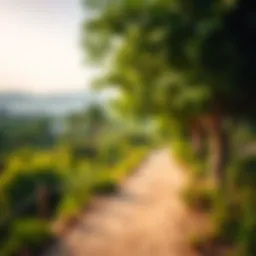 A scenic view of the Nad Al Sheba Forest Trail showcasing its lush greenery